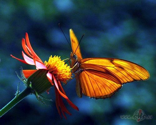  mans garastavoklis ir super!!!

paskatijos, ko rakstiju 26.07. ...