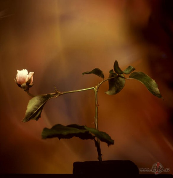 2.da�a

.....lasot gramatas, atrod vien� gramat� m�lestibas vestuli ...