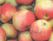 Sveiki!
Nu ko, br�vdienu sv�tki beigu�ies... un ir pien�kusi pel�ki ...
