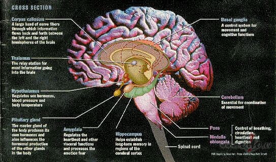 Jo projam ta galva saaaaap bus laikam smadzen trici ,jajiet pagulet ...