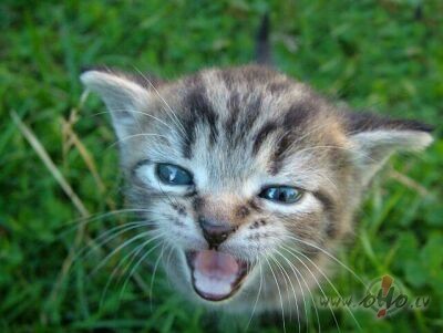 Beidzot es atradu sev jaunu un milu saimnieku un devos projam no ...