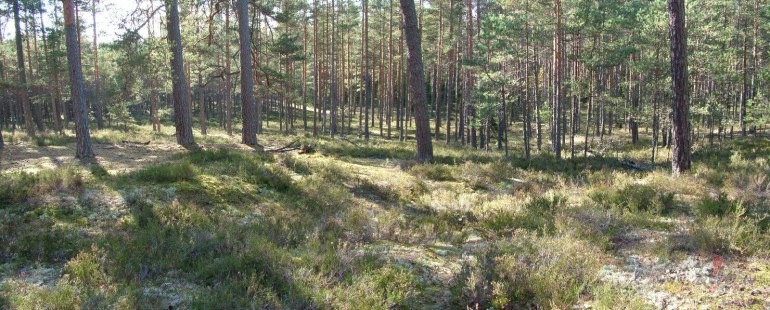 Vakar devos uz mezu pastaigat un odzinas pabildet un protams paest :)