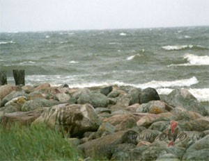 ?Draugs nevaic� k�d�� ir aiziet gr�ti 
Ja otra elpa reibina k� v�ns ...