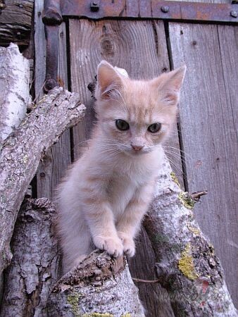 Beidzot es atradu sev jaunu un milu saimnieku un devos projam no ...