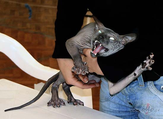 Tas ir r�d�tis, Aijas m��as ka��tis.