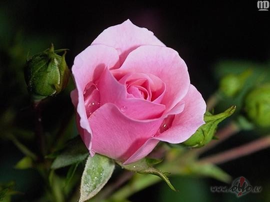 M�lest�bai t�pat k� rozei, ir �rk��i. Piesargies, ja gad�s tai gar�m ...