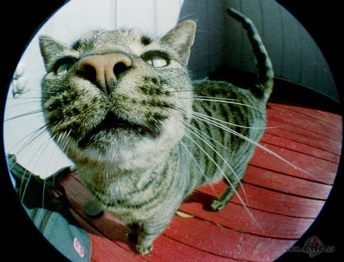 Citam z�m�m ar� ANTIHOROSKOPS..ne tikai laurukam :)Vis�m horoskopa ...