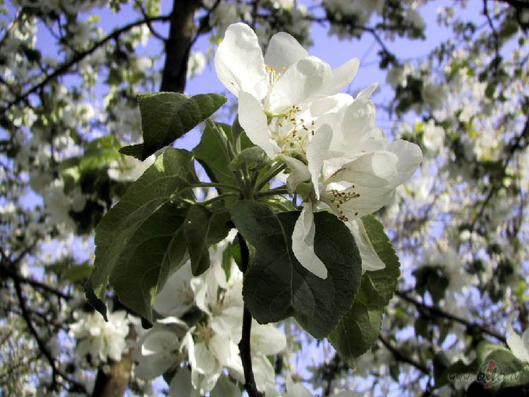 Sievietes ir ka �boli.
visgar�ig�kie �boli&nbsp;ir koka pa�� ...