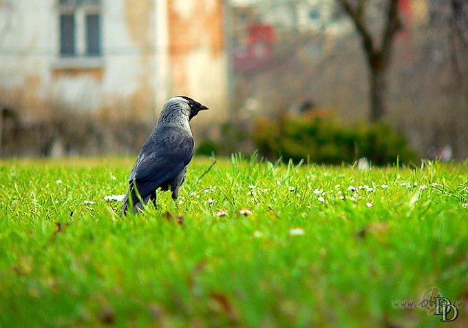 Cilveks iet&nbsp;gar�m strautam un redz - kaut k�ds kukainis sl�kst, ...