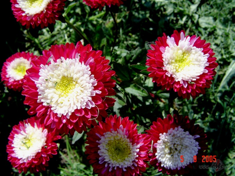 &nbsp;&nbsp;&nbsp;&nbsp; Salna
Asteres, s�rtas k� ilgas,
Nakt� tev ...