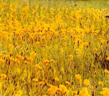 Pa zelta piene�u p�avu
pie rokas man gribas tev iet,
zem vec�s ...