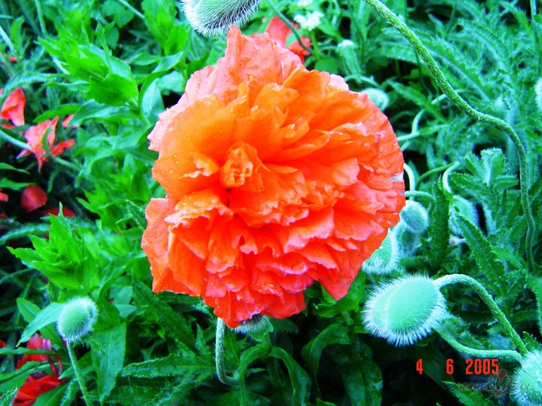 Es Tev gribu mago�ziedus d�v�t,
Kas par to, ka ziedu laiks tik ...