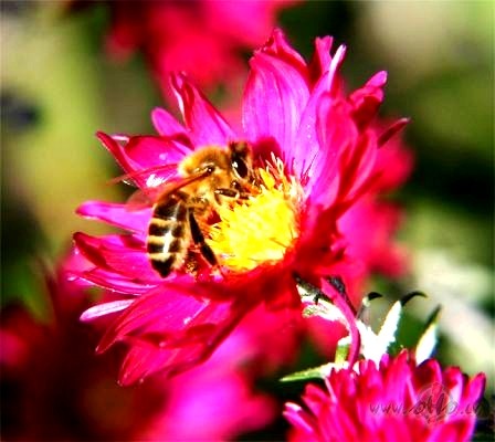 K� no uguns,
K� no v�ja,
K� no rasas,
K� no bites ...