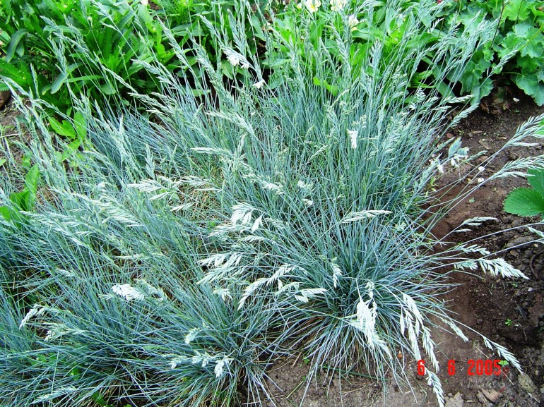 Ar tr�so��m klus�m smilg�m
V�j� ir sas�jis m�s
Pietiks viena skarba ...