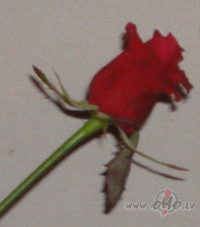 Lai ar Valentndiena nav sti latvieu svtki, turklt es atbalstu ...