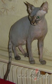 Man br�vdien�s b�s draudzen�te, ceru, ka saprat�simies ;-)=>