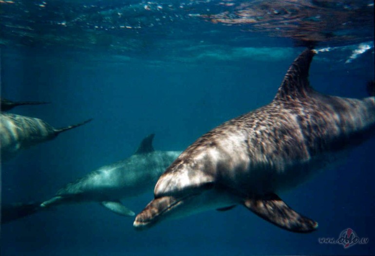 Tiko pa LTV1 radija dokumentalo filmu par zveniekiem kuri ker ...