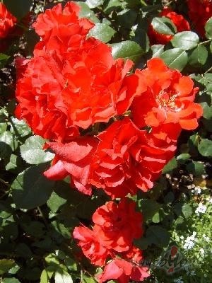 TIC�BA 
Ik st�ds var visu pazaud�t-
Ir kr���os ziedus, za��s ...