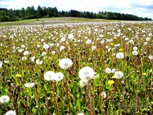 M�lest�ba
Var jau b�t, ka m�lest�ba nomirst,
aiziet t�, k� aiziet ...