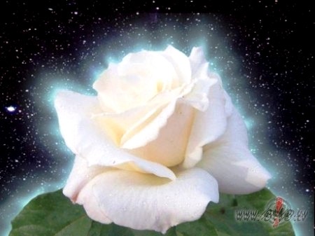 Mums nebija nek�
mums bija tikai m�lest�ba
un pasaule uzplauka
k� ...