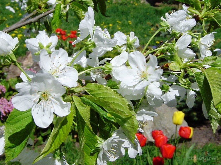 &nbsp;&nbsp;&nbsp;&nbsp;&nbsp;&nbsp;&nbsp;&nbsp; *&nbsp; *&nbsp; ...