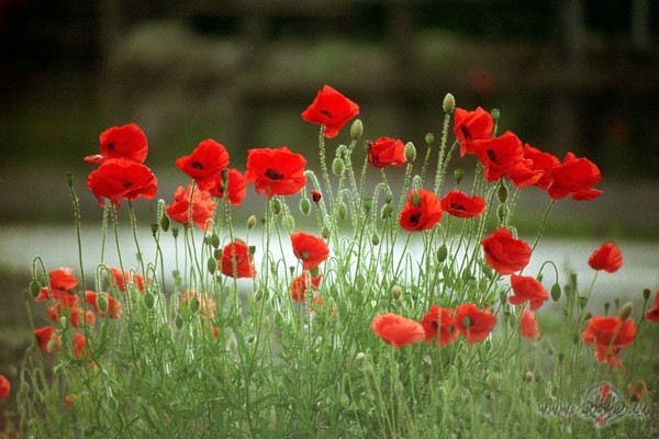 Kam savs draudzi�� - tas ar savu draudzi�u,
Kam nav sava draudzi�a - ...