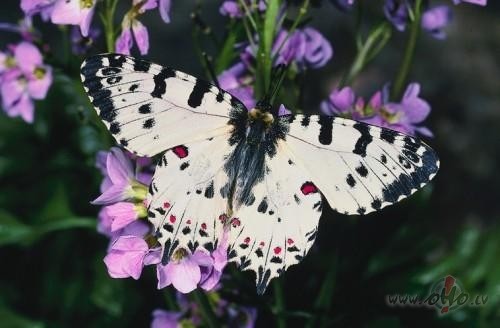 Cilv�ks, kur� cen�as apsl�pt savu v�jumu ar ska��m fr�z�m un c�liem ...