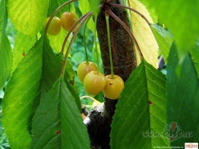 Ar �ir�iem s�k�s �� diena
Un beidz�s ar rutkiem s�viem;
Govs ...