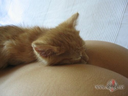 Kur ir pavasaris???Vecais runcis Muris piln�g� nepr�t� �rd�j�s pa ...