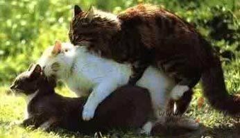 Man atkal gimenes pieaugums piedzima 4minkas :) kuriem atkal vajadzes ...