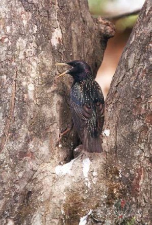 Es spalgu v�rdu pateikt baidos,
Lai ilg�k man uz plaukstas s�d
Tas ...