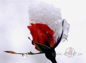 Pavasara s�kums -&nbsp; 20. mart�&nbsp; 20h26m