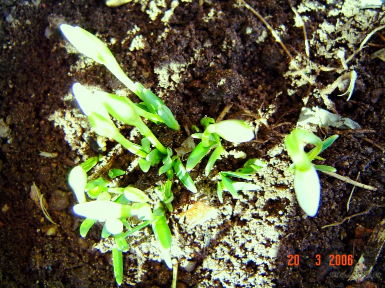 &nbsp;&nbsp;&nbsp; &nbsp; IR PAVASARIS !
Ir b�rz� jaunas skaras,
Un ...