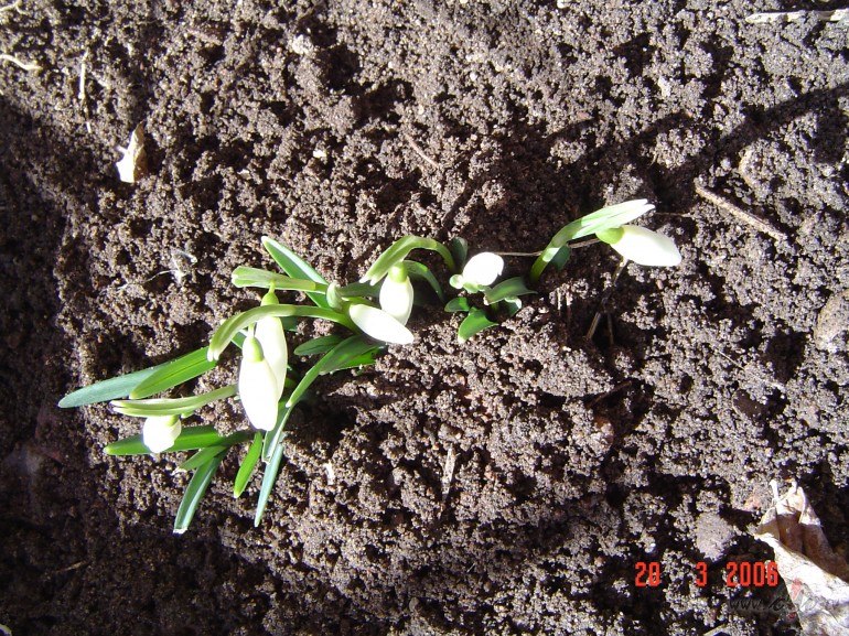 Pirm�&nbsp; PAVASARA diena pag�jusi. �odien priec�ga secin�ju, ka ar� ...