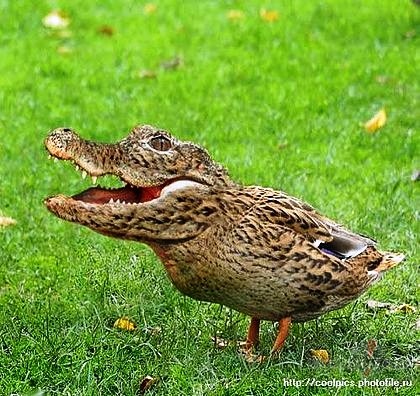 L�pas savilktas smaid�,
Un domas pa m�ko�iem staig�.
Sirds pa ...