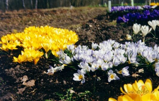 S�k�m, gandr�z neman�m�m p�rsli��m snieg => bet, esNEV�LOS VAIR�K ...