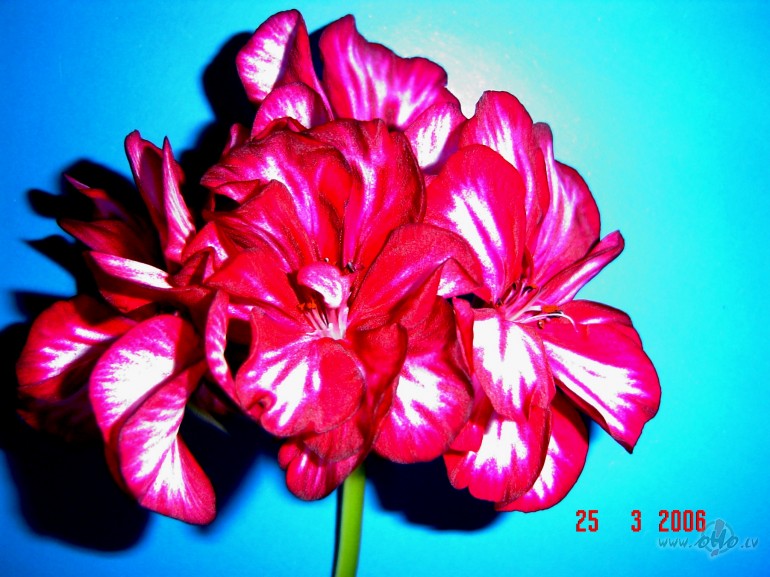 Ir dz�vots,
ir str�d�ts,
ir m�l�ts un smiets.
Daudz g�d�ts,
daudz ...