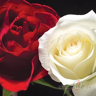 &nbsp;&nbsp; Ak, zieds !
Man jaun�m, balt�m rok�m
�is pu�u pu���ts ...