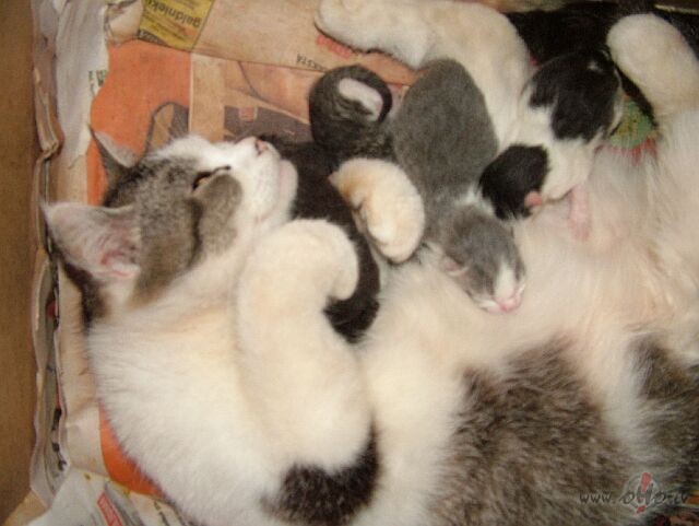 Bet sodien nekada noskanojuma man nav kaut man ir svetki m ...