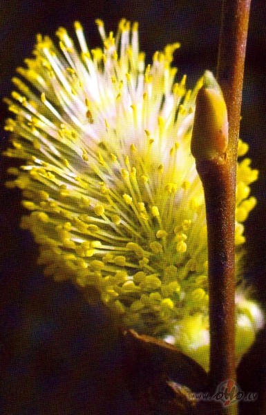 &nbsp;&nbsp;&nbsp;&nbsp;&nbsp;&nbsp;&nbsp; Slav�t Dievu
Slav�t Dievu ...