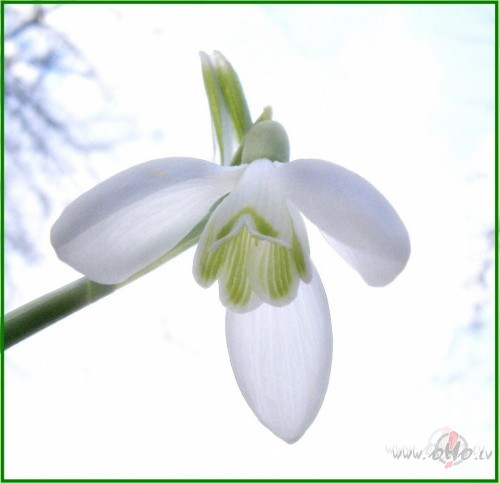 Sp�ks gatavo ce�u br�v�bai, br�v�ba gatavo ce�u gai��m dom�m, gai�as ...