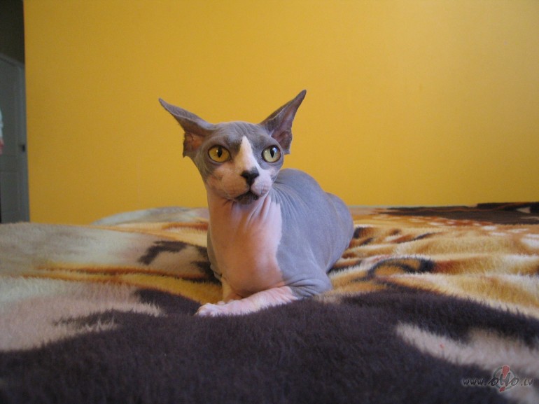 Sav� fotoalbum� ieliku ka�en�tes bildes t�d�� ar� ko vair�k par �o ...