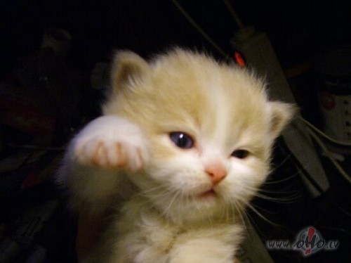 Cau tagat es dzivosu Imanta un Mans vardins bussss Bismarks...