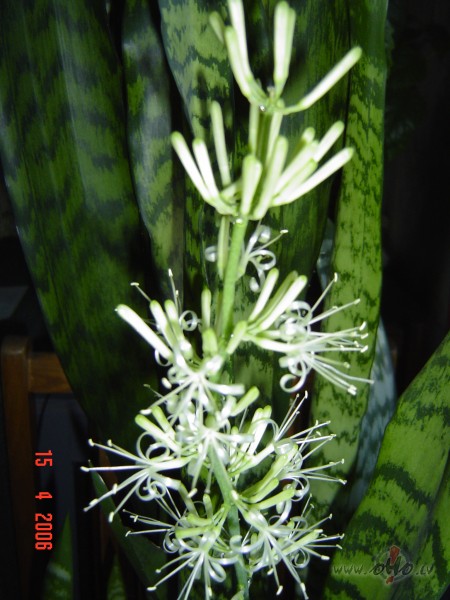 &nbsp;&nbsp;&nbsp; P�c saulainas dienas.
Pl�� atkal sp�rnus ...