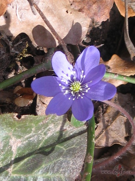 ��s saulain�s un skaist�s br�vdienas pavad�ju vair�k iepaz�stot un ...