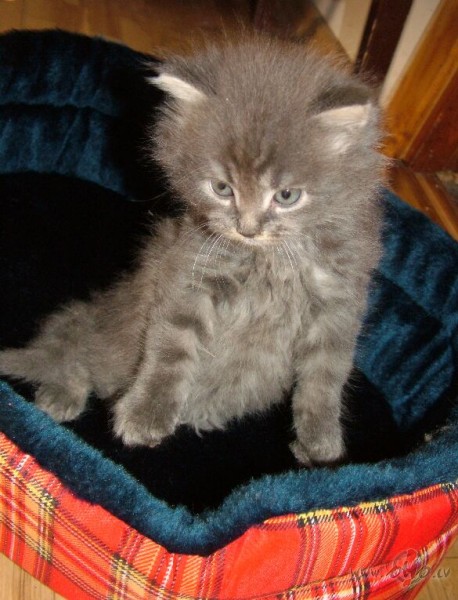 Beidzot es ari tiku pie jauniem saimniekiem un jaunas gultinas :)