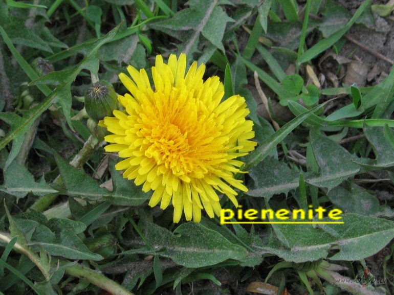 Redziet ko es �odien putek�ainaj� R�g� starp asfalt�taj�m iel�m ...