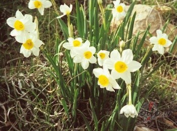 Debesis skaidras, saule sp�d un vasara ir s�kusies. Neb�dn�gais v�j� ...