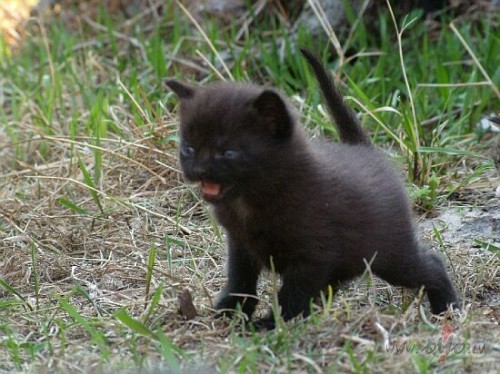 Ari man ir jaunas majas ;)