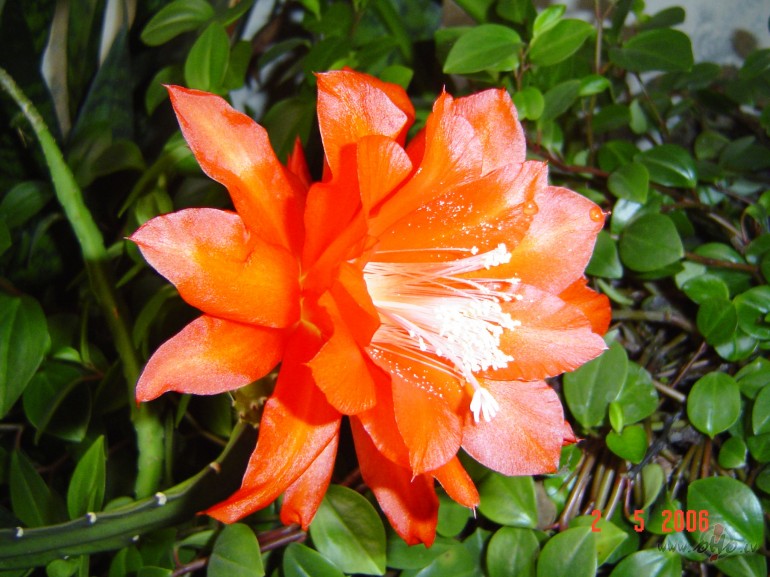 &nbsp;&nbsp; M�las zieds
Silta nakts
Zila nakts
Uzzied sarkans ...